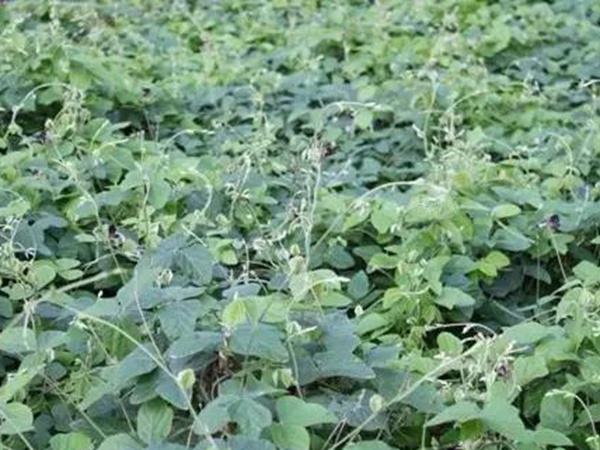 豆科植物——大翼豆栽培管理以及價值與利用 豆科植物——大翼豆栽培管理以及價值與利用