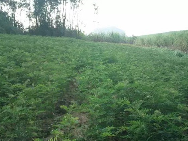 山毛豆的栽培技術以及播種前準備工作