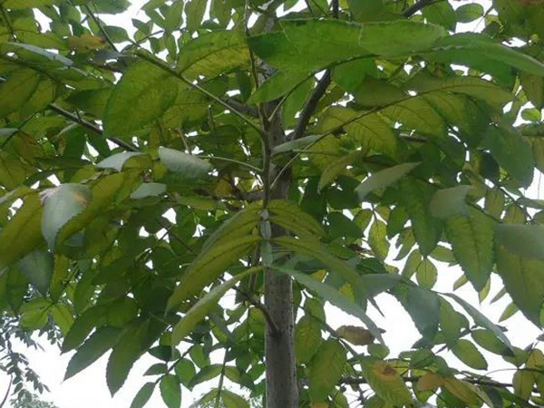 鹽膚木栽培管理以及防治方法有哪些 鹽膚木栽培管理以及防治方法有哪些