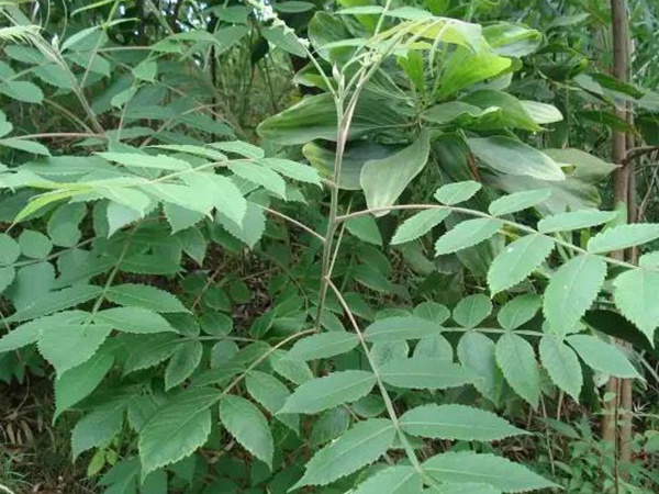 鹽膚木的種植栽培技術(shù)以及田間管理方法 鹽膚木的種植栽培技術(shù)以及田間管理方法