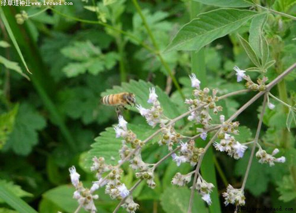 如何提高荊條的種植效益?有什么需要注意的? 如何提高荊條的種植效益?有什么需要注意的?
