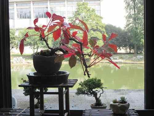 爬山虎也能做盆景?生長能力比較好,抗旱能力不錯 爬山虎也能做盆景?生長能力比較好,抗旱能力不錯