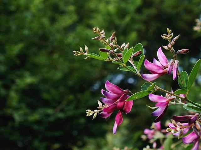 胡枝子的種植技術介紹,什么時候播種最佳? 胡枝子的種植技術介紹,什么時候播種最佳?