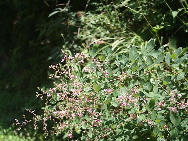 胡枝子的種植技術介紹,什么時候播種最佳? 胡枝子的種植技術介紹,什么時候播種最佳?