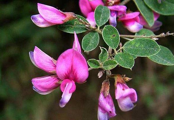 胡枝子經濟價值及種植技術 胡枝子經濟價值及種植技術