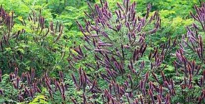 常見綠化護(hù)坡品種——紫穗槐經(jīng)濟(jì)價(jià)值 常見綠化護(hù)坡品種——紫穗槐經(jīng)濟(jì)價(jià)值