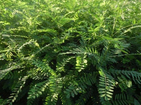 護坡灌木——紫穗槐經濟價值應用 護坡灌木——紫穗槐經濟價值應用