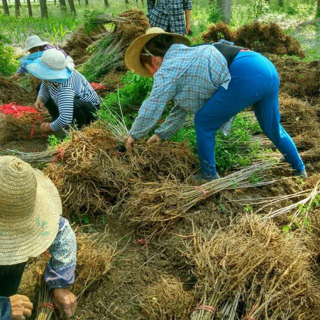 紫穗槐育苗產苗量高,繁育時間短,生長速度快 紫穗槐育苗產苗量高,繁育時間短,生長速度快