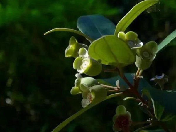 桃金娘的鑒賞與栽培養(yǎng)護(hù)