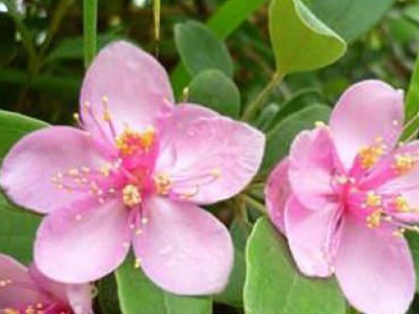 桃金娘的養(yǎng)殖方法和注意事項，有什么需要注意的