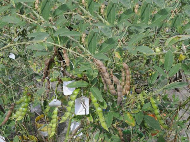 木豆種植技術介紹以及管理方法