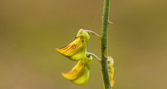 豬屎豆種植技術說明，什么時候種植最佳？