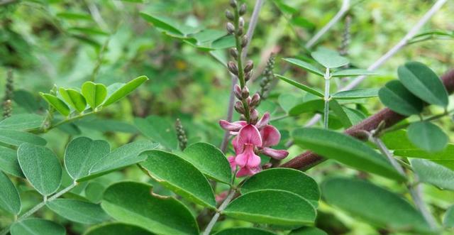 優質牧草—馬棘經濟價值以及播種環境 優質牧草—馬棘經濟價值以及播種環境
