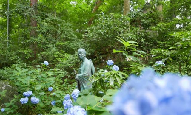 毛豆常見，山毛豆種植技術有哪些？