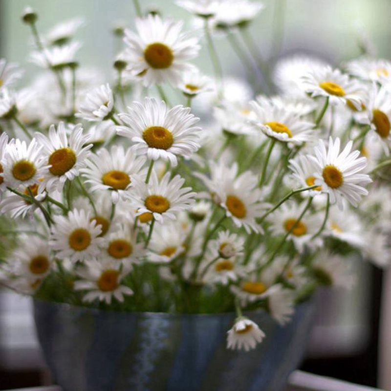 進口小雛菊 進口小雛菊