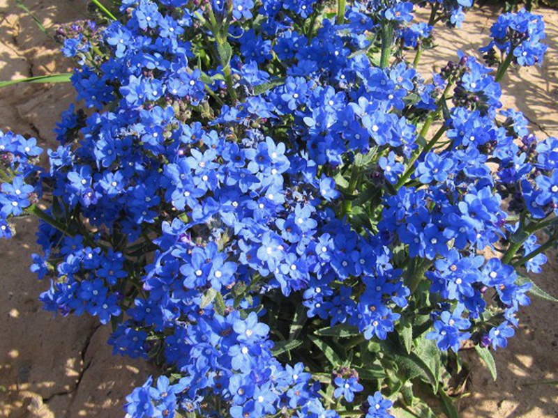 南非牛舌草 南非牛舌草