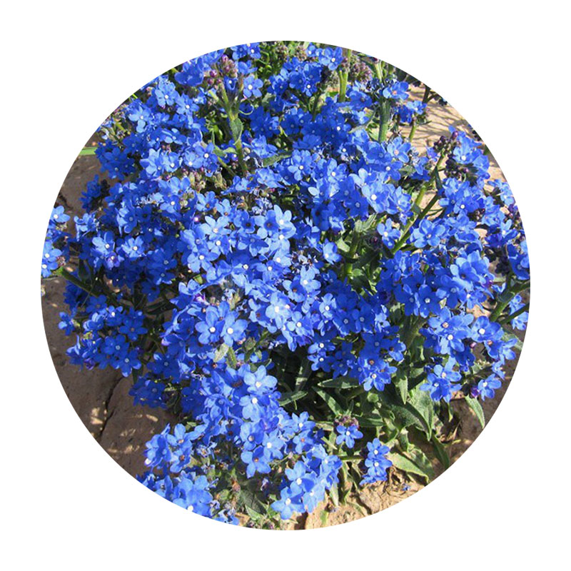 南非牛舌草 南非牛舌草