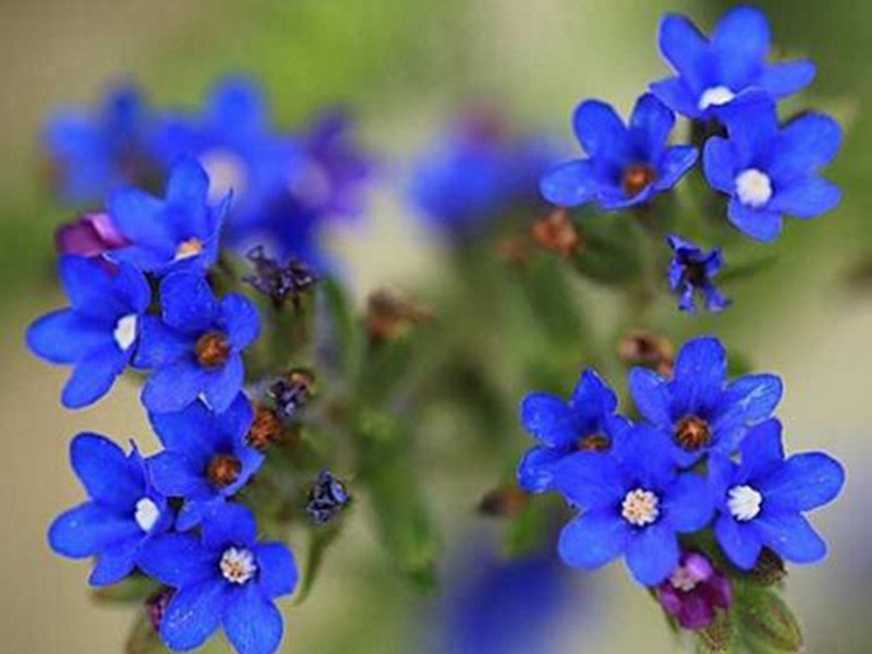 南非牛舌草 南非牛舌草