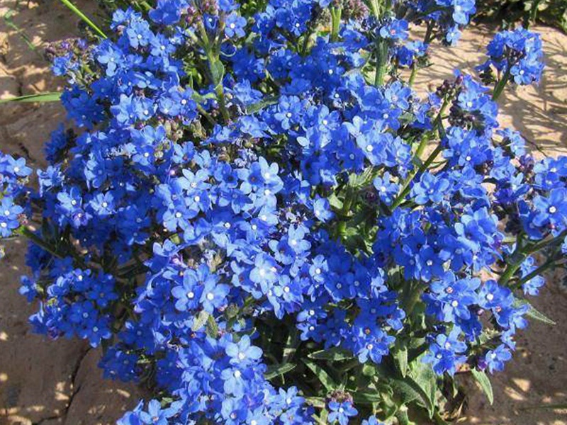 南非牛舌草 南非牛舌草