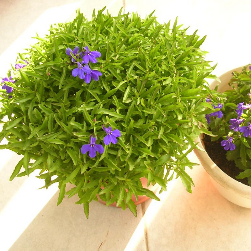 蘭花亞麻六倍利 蘭花亞麻六倍利