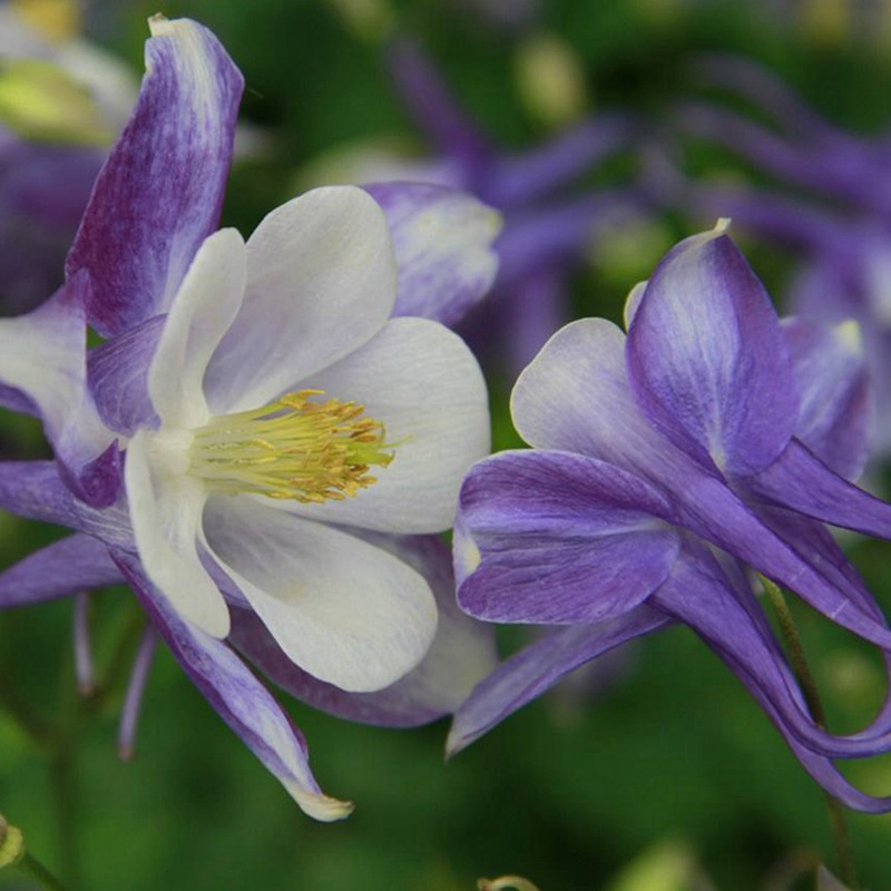 小花耬斗菜 小花耬斗菜