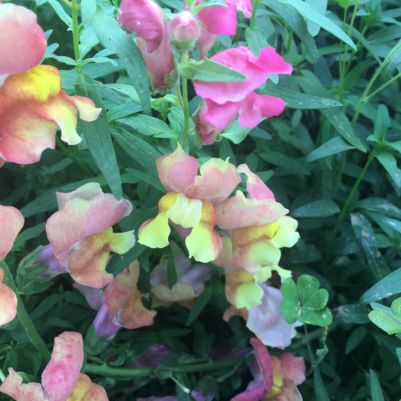 金魚(yú)草 金魚(yú)草