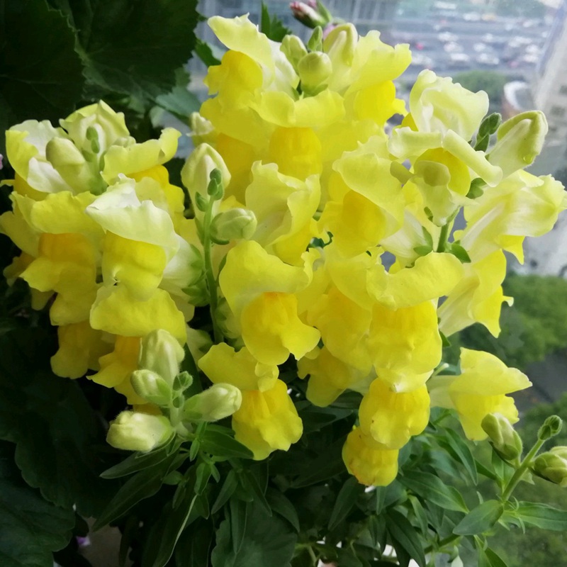 金魚(yú)草 金魚(yú)草