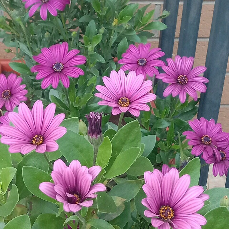 南非萬壽菊 南非萬壽菊