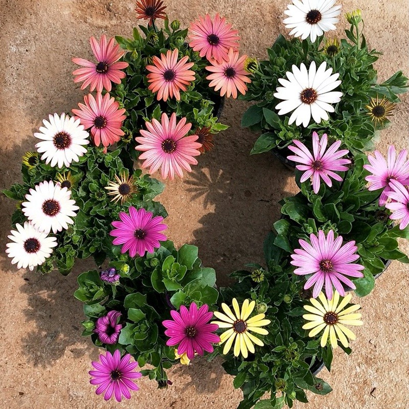 南非萬壽菊 南非萬壽菊