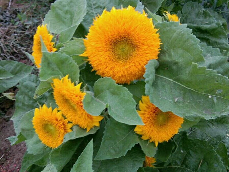 玩具熊向日葵 玩具熊向日葵