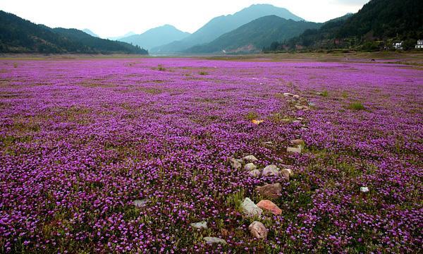 紫云英觀賞性價(jià)值高，作為飼料也有獨(dú)特的特點(diǎn)