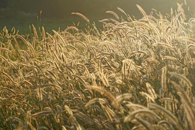 狼尾草的多種用途有哪些與種植方式