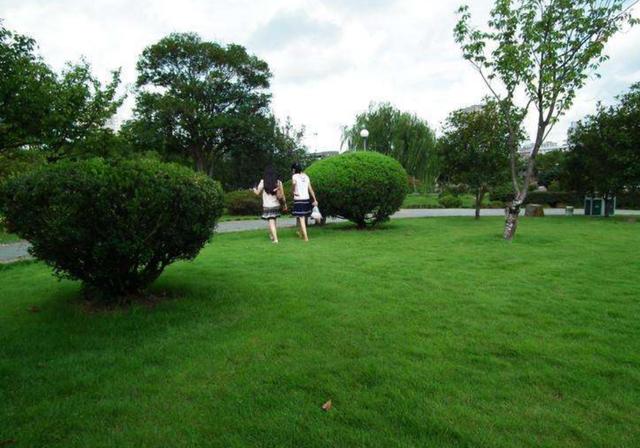 野牛草種植技術(shù)以及養(yǎng)護(hù)管理方法有哪些 野牛草種植技術(shù)以及養(yǎng)護(hù)管理方法有哪些