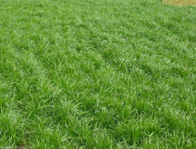 牧草種子——黑麥草什么季節(jié)播種比較好