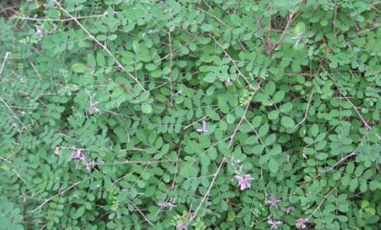 優質牧草—馬棘經濟價值以及播種環境 優質牧草—馬棘經濟價值以及播種環境