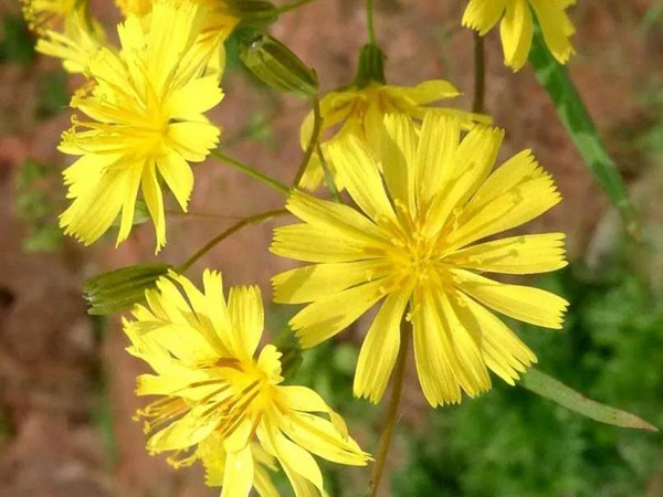 山野花系列------苦荬菜牧草種子 山野花系列------苦荬菜牧草種子