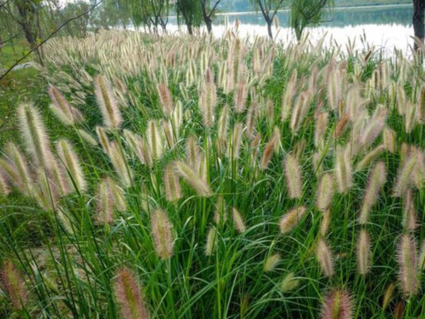 種植牧草需要注意的地方有很多，需要注意什么？