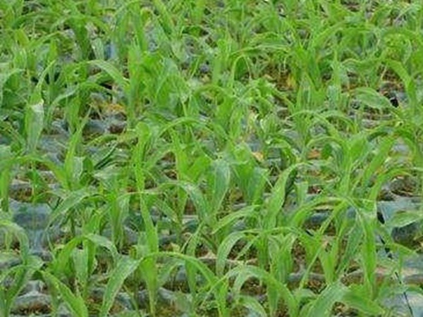 墨西哥玉米草出苗成活率是什么原因，怎么樣提高成活率？