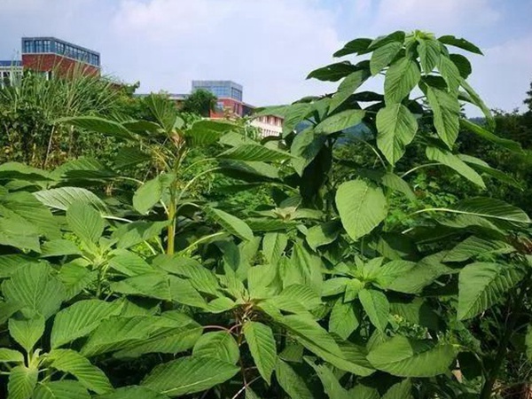 養豬用什么牧草種植比較好? 養豬用什么牧草種植比較好?