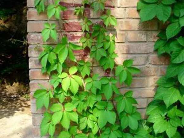 爬山虎種植方法與播種前應(yīng)該如何準(zhǔn)備 爬山虎種植方法與播種前應(yīng)該如何準(zhǔn)備