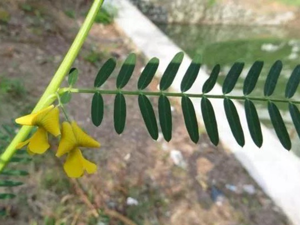 田菁的栽培技術以及管理方法 田菁的栽培技術以及管理方法