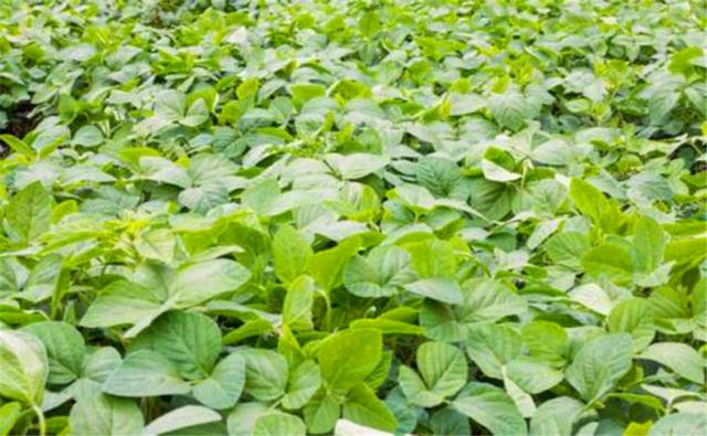 種植黑豆時,掌握技術方法產量能提升 種植黑豆時,掌握技術方法產量能提升