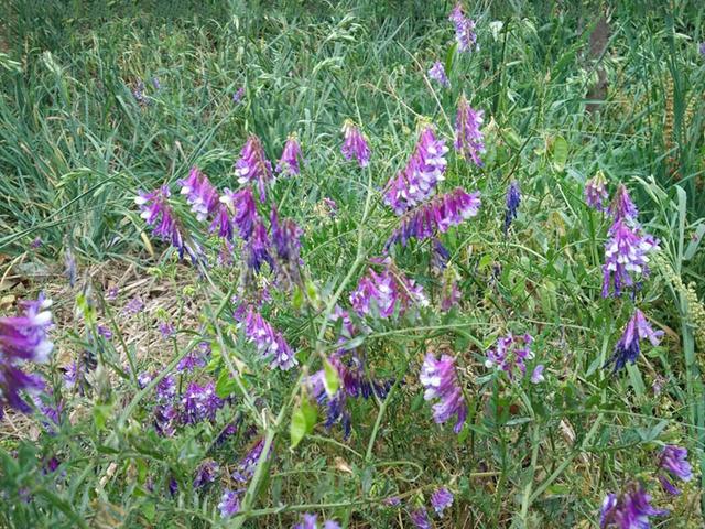 毛苕子的種植技術介紹以及播種時間 毛苕子的種植技術介紹以及播種時間