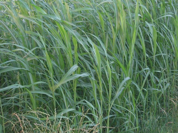 蘇丹草的主要特性與管理要點(diǎn) 蘇丹草的主要特性與管理要點(diǎn)