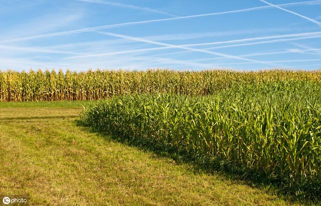 牛羊愛吃的蘇丹草,獲得高產(chǎn)量牧草需要這樣種植 牛羊愛吃的蘇丹草,獲得高產(chǎn)量牧草需要這樣種植