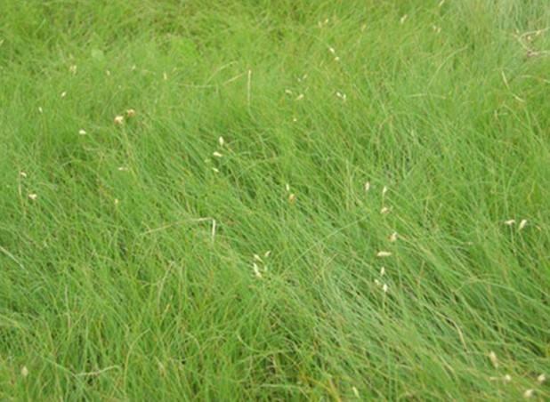 野牛草優(yōu)點(diǎn)優(yōu)勢(shì)有哪些,野牛草有著非常不錯(cuò)的經(jīng)濟(jì)價(jià)值 野牛草優(yōu)點(diǎn)優(yōu)勢(shì)有哪些,野牛草有著非常不錯(cuò)的經(jīng)濟(jì)價(jià)值