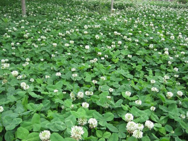 白三葉的種植技術(shù),什么時(shí)候種植比較合適 白三葉的種植技術(shù),什么時(shí)候種植比較合適