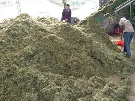 新型皇竹草牧草兩種發酵方法——發酵生物飼料與青貯飼料 新型皇竹草牧草兩種發酵方法——發酵生物飼料與青貯飼料