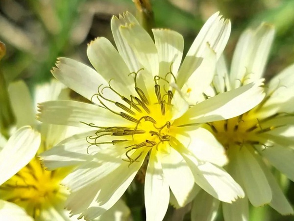 山野花系列------苦荬菜牧草種子 山野花系列------苦荬菜牧草種子