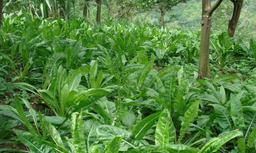 魯梅克斯的前景應(yīng)用,主要特點(diǎn)是什么? 魯梅克斯的前景應(yīng)用,主要特點(diǎn)是什么?